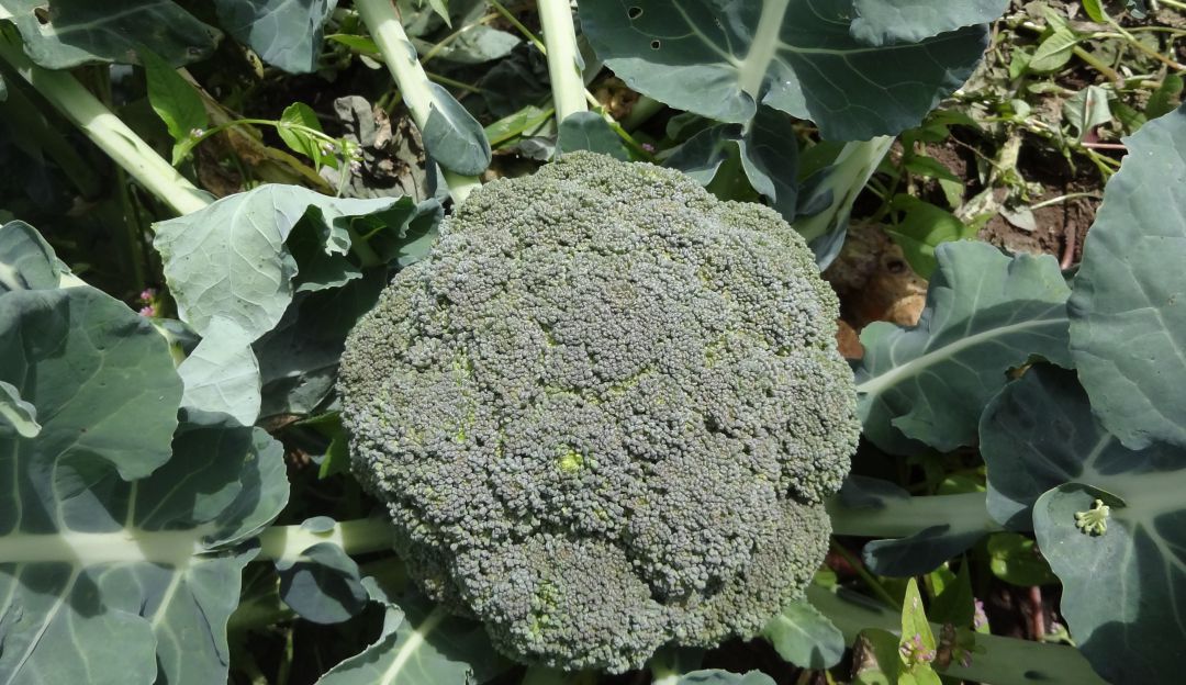 Planta de Brócoli Planta de Brócoli