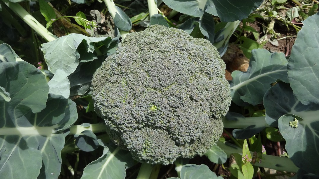 Brócoli y lechuga en polvo, una nueva alternativa saludable