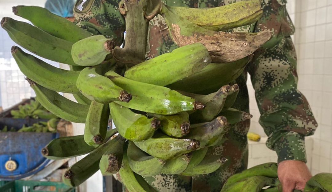 Se busca darle un valor agregado al Plátano que se perdía, por no tener la comercialización total por las malas vías de acceso. Se busca darle un valor agregado al Plátano que se perdía, por no tener la comercialización total por las malas vías de acceso.