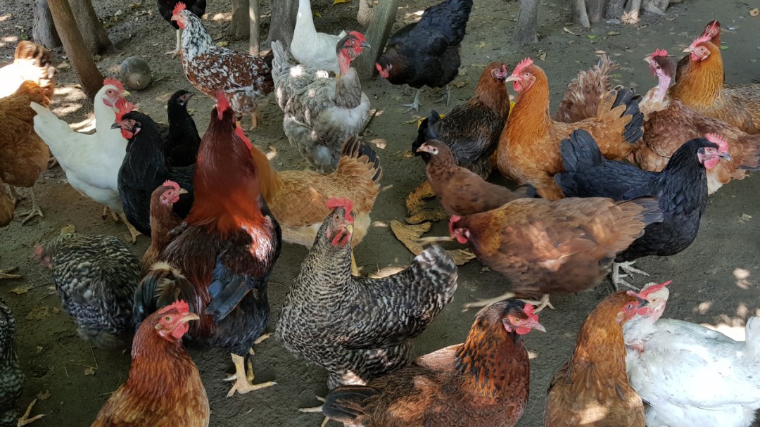 Gallinas criollas, mejor opción para pequeños emprendimientos avícolas