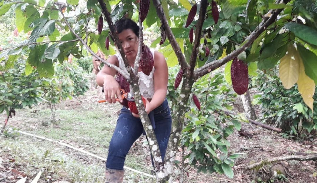 Producción de cacao en Putumayo, en la "Ruta del chocolate". Producción de cacao en Putumayo, en la "Ruta del chocolate".