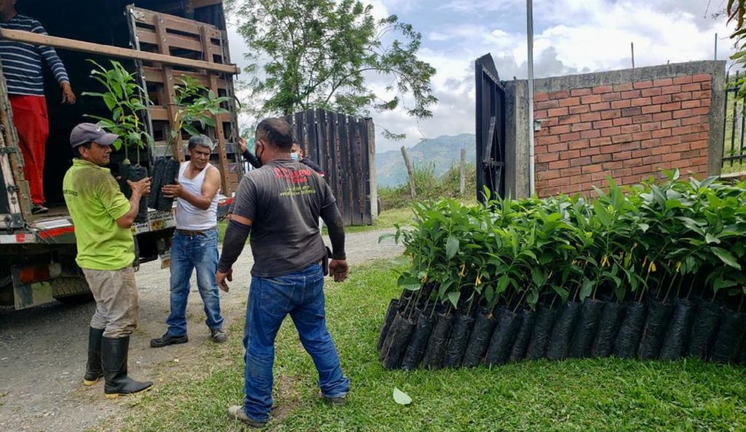 Entrega de plántulas de aguacate a agricultores de Manizales Entrega de plántulas de aguacate a agricultores de Manizales