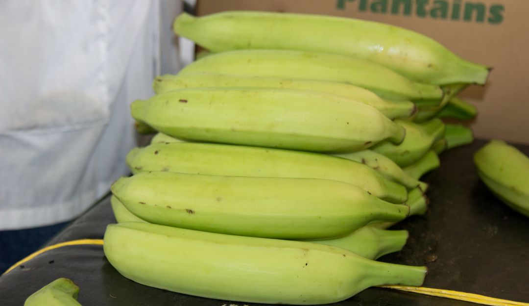 Trabajo para mejoramiento genético del banano. Trabajo para mejoramiento genético del banano.