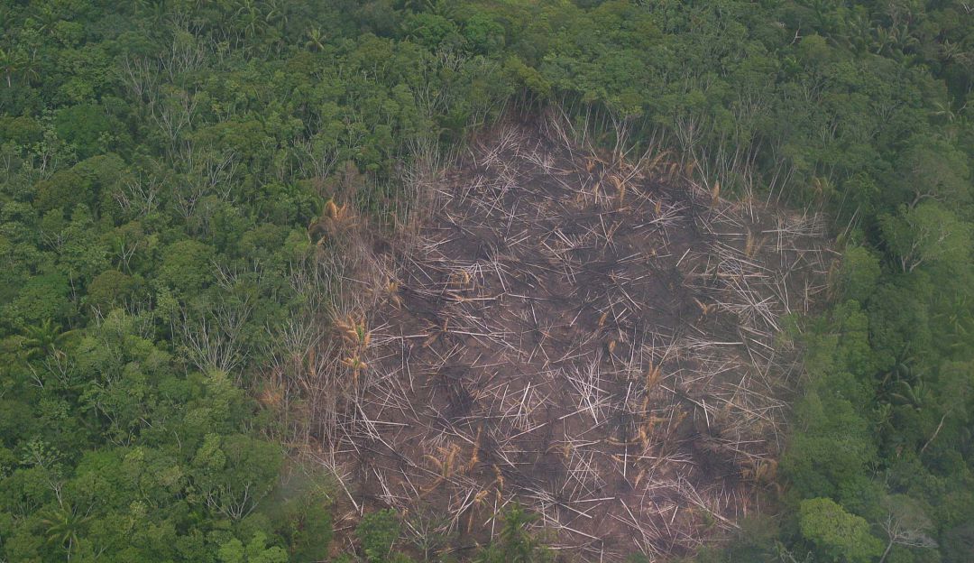 Deforestación Deforestación