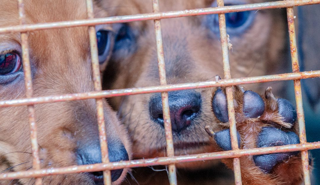 Dos años pasarían en la cárcel personas involucradas en maltrato animal Dos años pasarían en la cárcel personas involucradas en maltrato animal