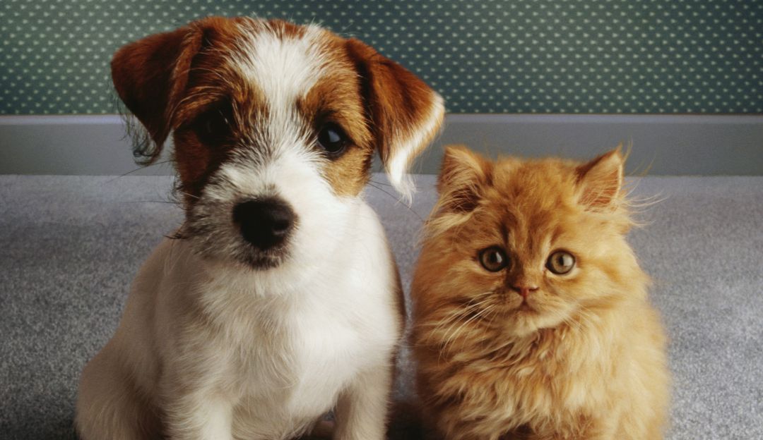 Esterilización de mascotas puede prevenir enfermedades y sobrepoblación Esterilización de mascotas puede prevenir enfermedades y sobrepoblación