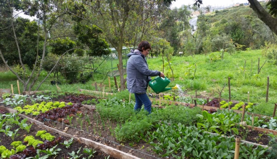 Alimentos Alimentos