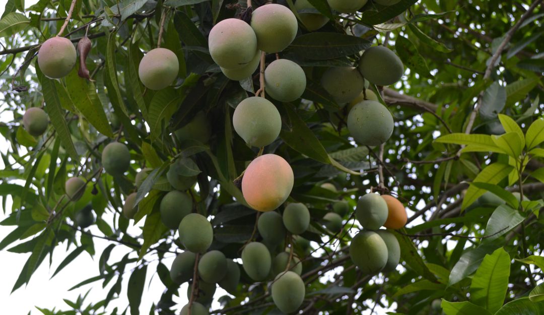Cultivo de mangos Cultivo de mangos