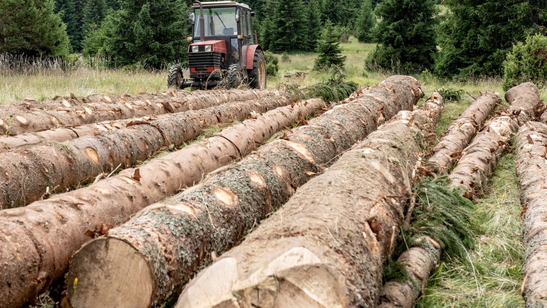Fedemaderas y sus avances hacia la producción legal de madera en Colombia