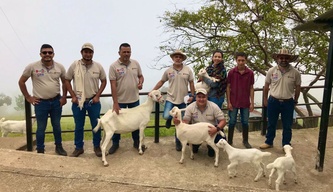 Proyeto Gennovis sobre cadena ovino-cprina Proyeto Gennovis sobre cadena ovino-cprina