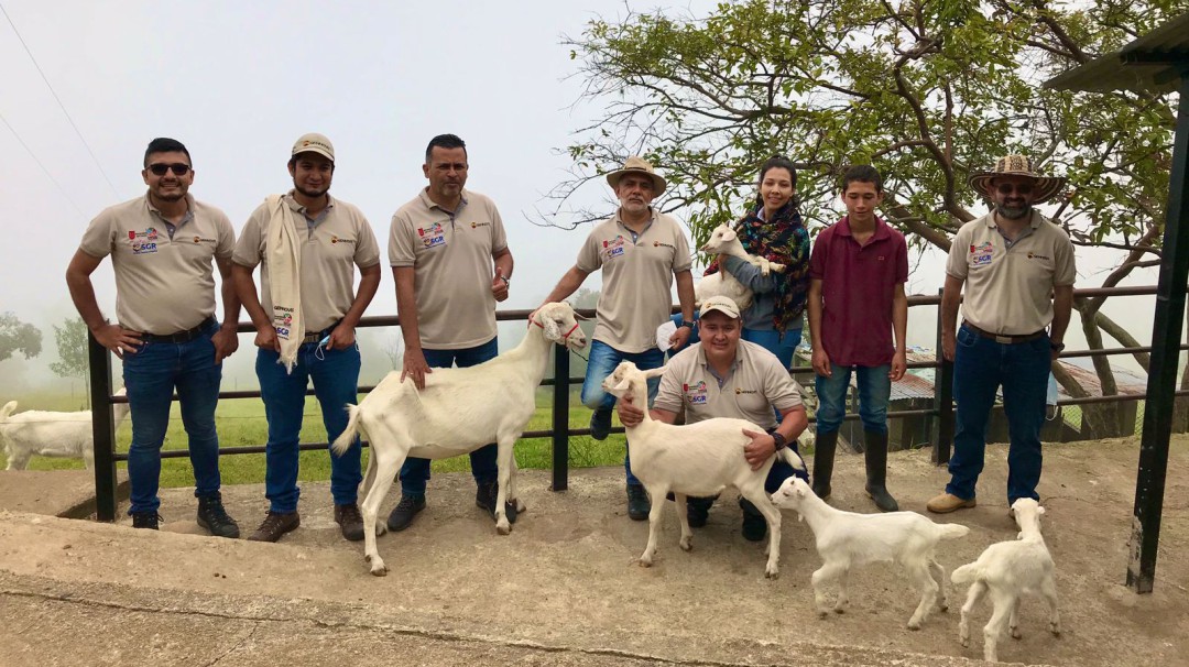 Produccion de ovinos y caprinos más fuerte impulsa Universidad del Tolima