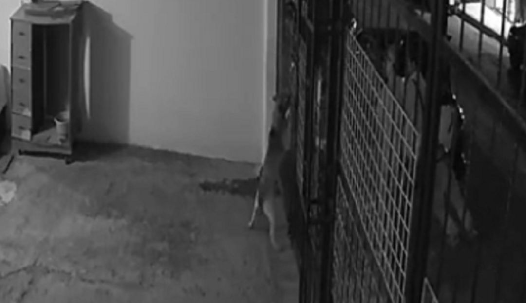 Piden justicia por Leia, perrita a la que le disparó un vecino Piden justicia por Leia, perrita a la que le disparó un vecino