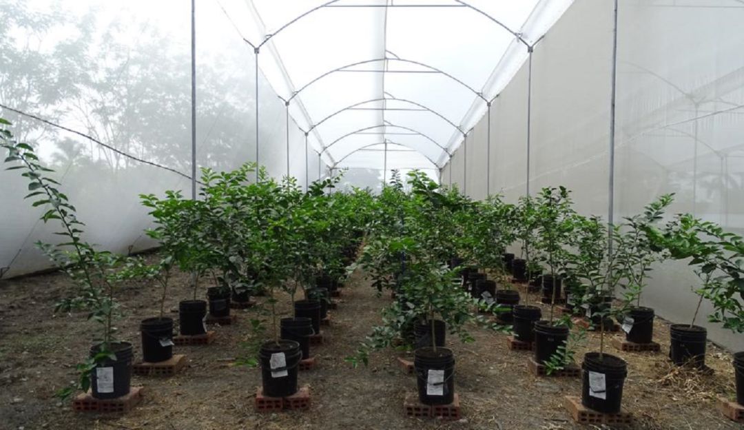 Vivero con plantas madre de limón Tahití, en el Valle del Cauca Vivero con plantas madre de limón Tahití, en el Valle del Cauca