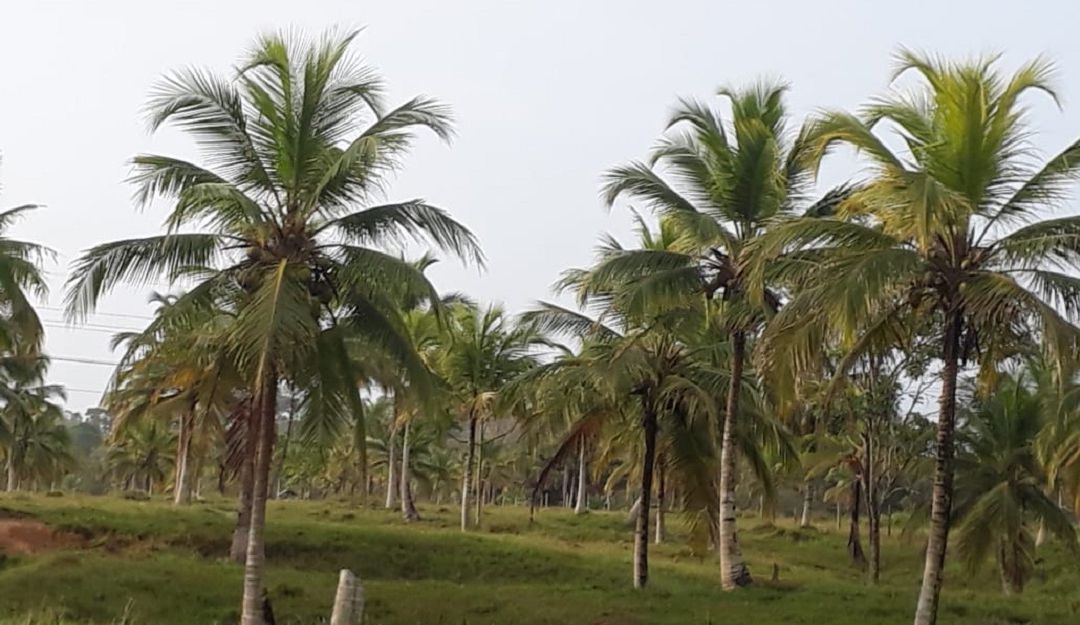 Cultivo de cocos en corregimiento Mulatos, de Necoclí Cultivo de cocos en corregimiento Mulatos, de Necoclí