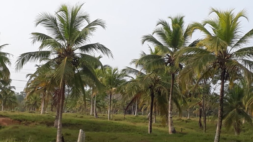 Con producción de cocos, víctimas de Mulatos buscan nueva vida
