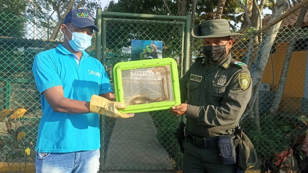 Policía rescató una serpiente que estaba en una cocina en Cartagena
