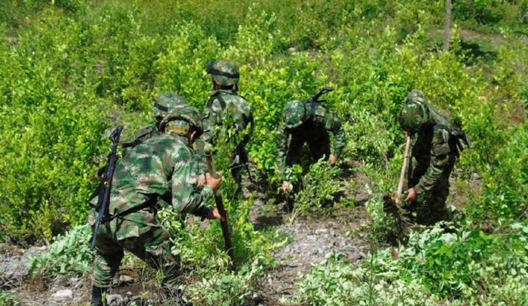Alcaldes del Catatumbo piden diálogo por erradicación de cultivos Alcaldes del Catatumbo piden diálogo por erradicación de cultivos