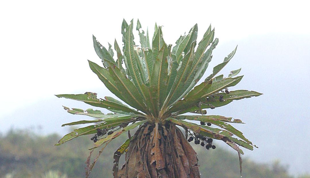 Frailejón Frailejón