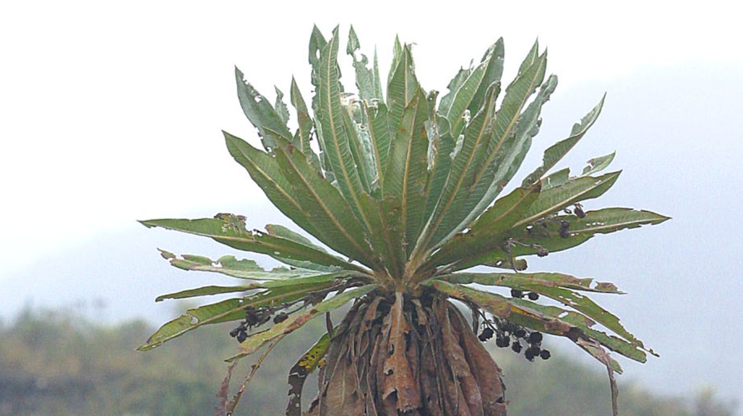 Datos curiosos del frailejón, a propósito del boom de 'Ernesto Pérez'
