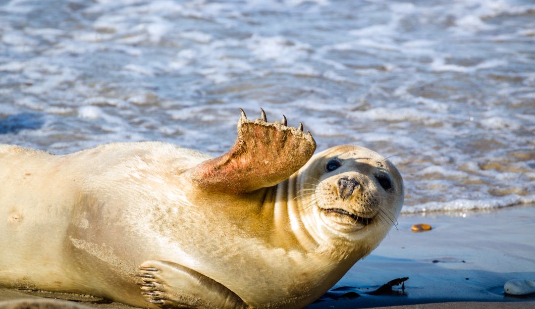 Día Mundial contra la Matanza de Focas, algunas razas podrían extinguirse Día Mundial contra la Matanza de Focas, algunas razas podrían extinguirse