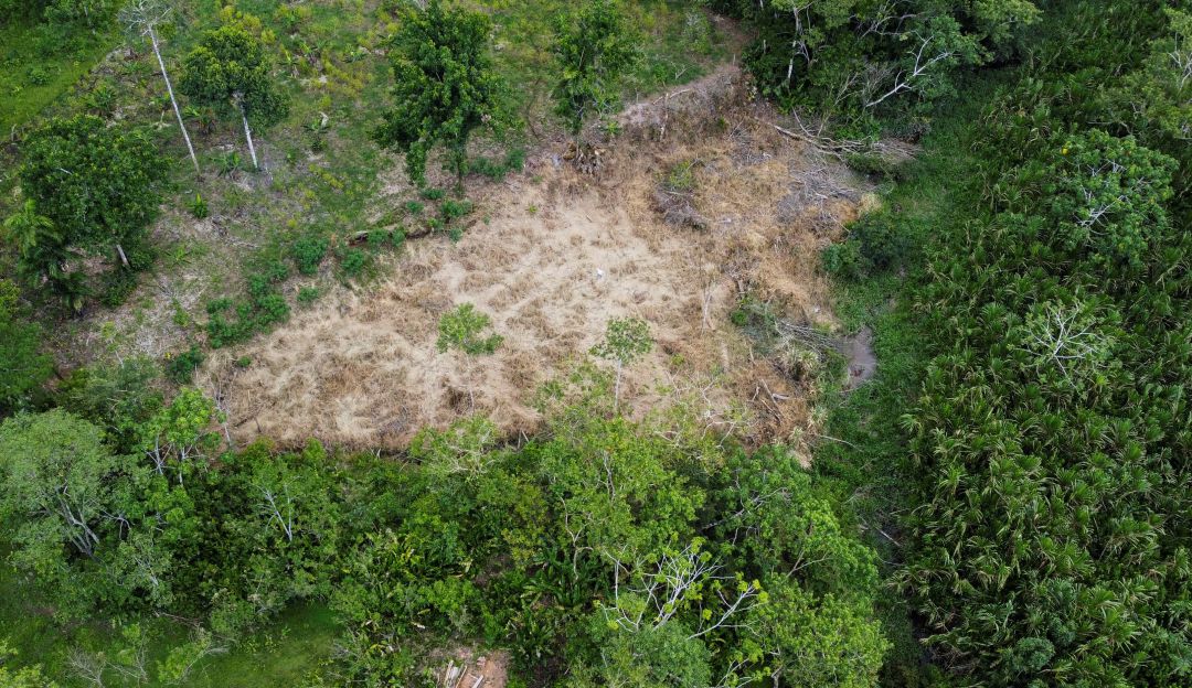 Deforestación. Deforestación.
