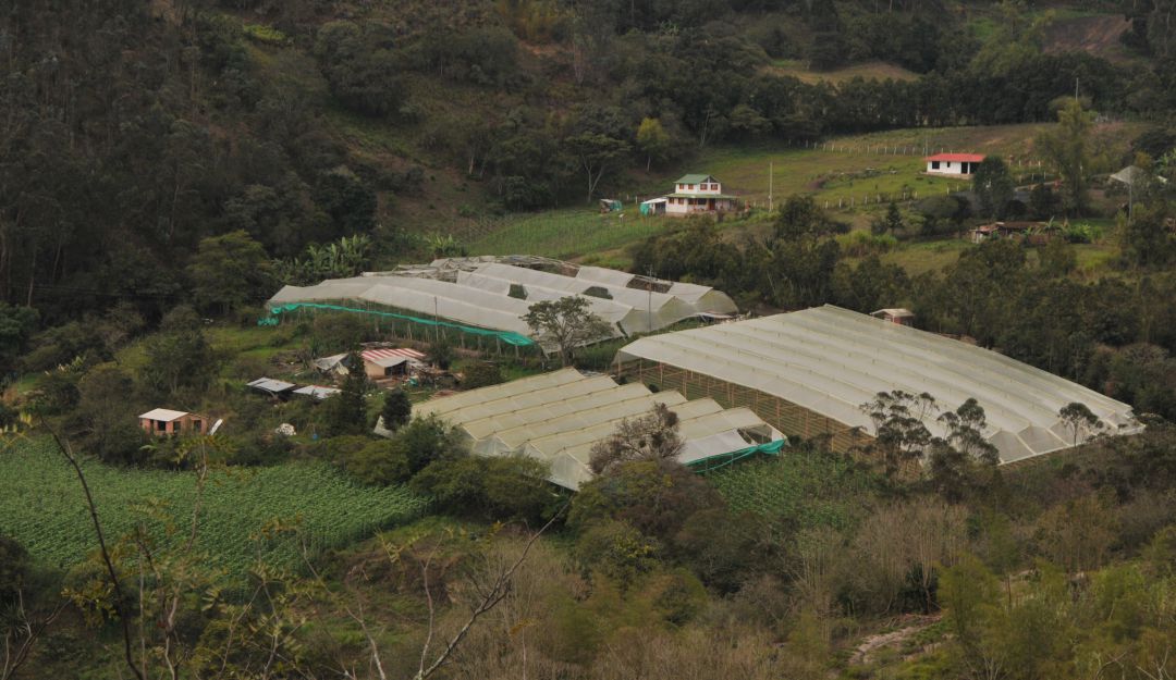 Viveros donde se prueba prototipo para monitorear variación climática en cultivos. Viveros donde se prueba prototipo para monitorear variación climática en cultivos.