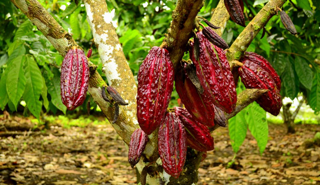 Cultivo de cacao colombiano. Imagen de referencia Cultivo de cacao colombiano. Imagen de referencia