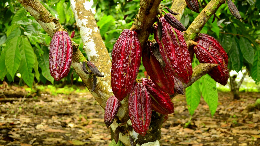 Promueven exportaciones de productos del agro de Norte de Santander
