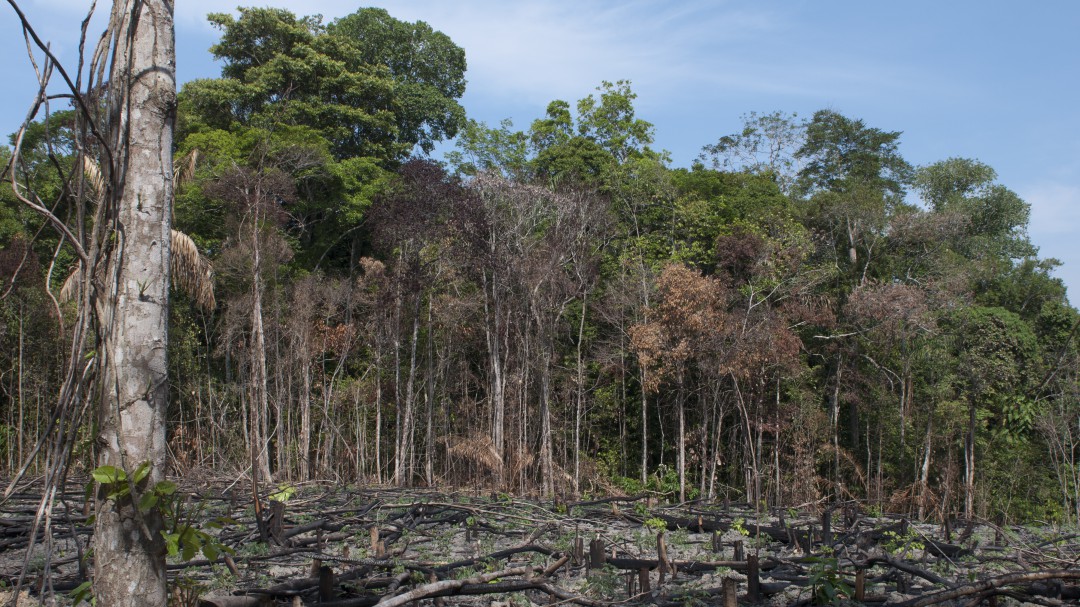 Deforestación oculta más delitos que devoran selvas y bosques en Colombia