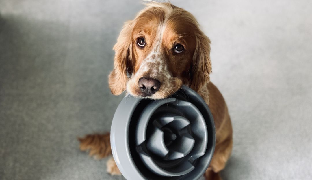 ¿Cómo evitar que tu perro tire la basura cuando sales de casa? ¿Cómo evitar que tu perro tire la basura cuando sales de casa?
