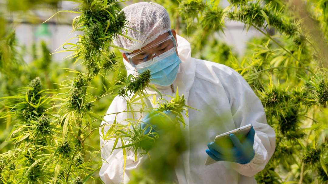 Los vacíos legales que deja la regulación de cannabis de uso industrial