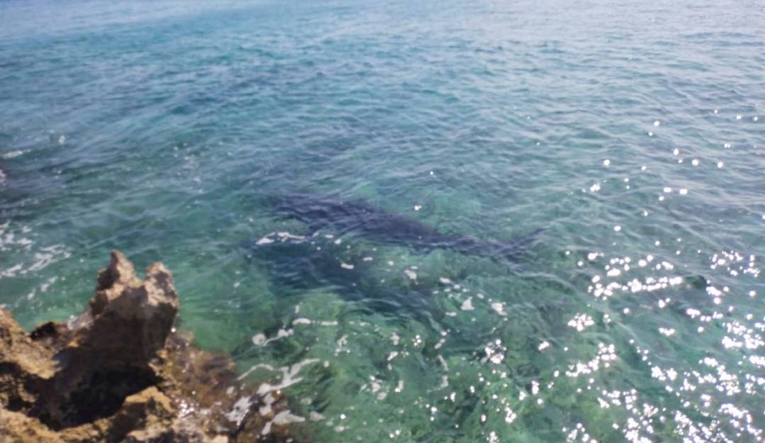 Avistamiento de Tiburón Tigre en zona costera de San Andrés. Foto: Cortesía Coralina. Avistamiento de Tiburón Tigre en zona costera de San Andrés. Foto: Cortesía Coralina.