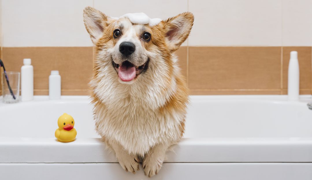 Avengers promueven la adopción de mascotas Avengers promueven la adopción de mascotas