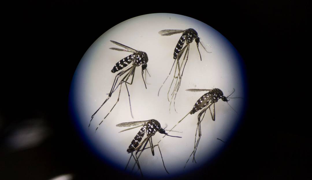 Mosquitos vistos con un microscopio. Foto: Getty Mosquitos vistos con un microscopio. Foto: Getty
