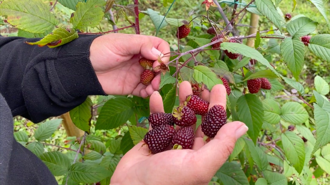 Cultivos de moras orgánicas, nueva vida para las víctimas en Granada