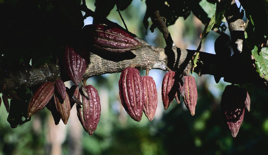 Cultivos de cacao Cultivos de cacao