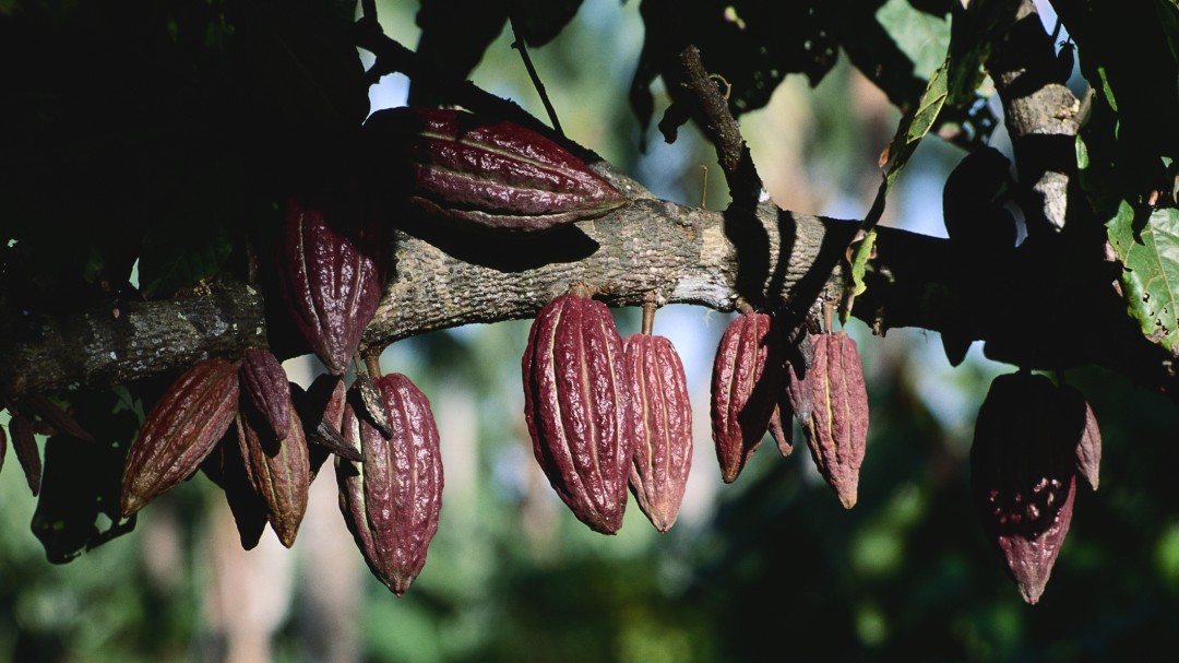 Cultivos de cacao, una apuesta para recuperar la zona del Catatumbo
