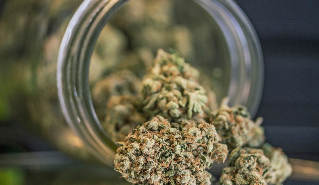 Cannabis Cannabis