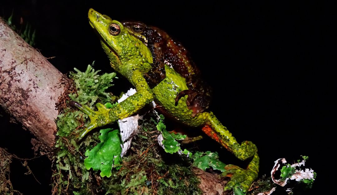 Rana arlequin Rana arlequin