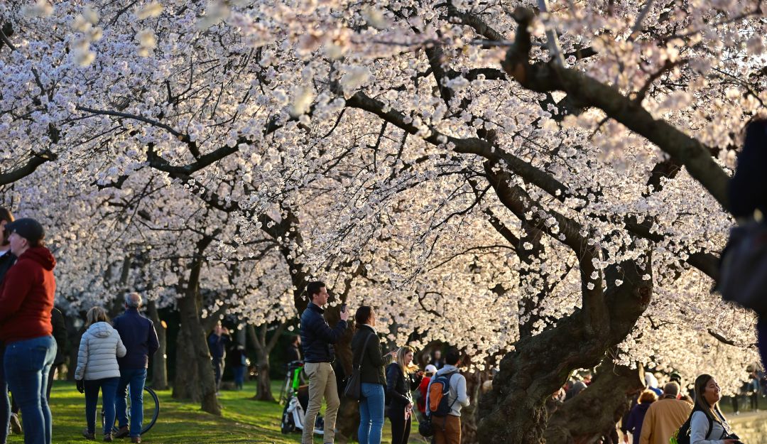El encanto de los cerezos que marcan el inicio de la primavera en DC El encanto de los cerezos que marcan el inicio de la primavera en DC