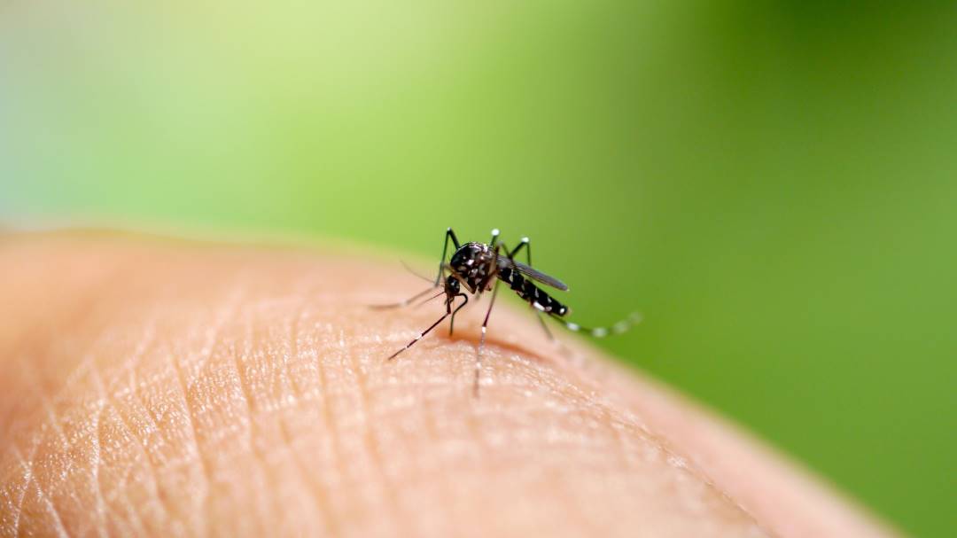Perú lanza alerta ante el pico más alto de dengue en los últimos cuatro años