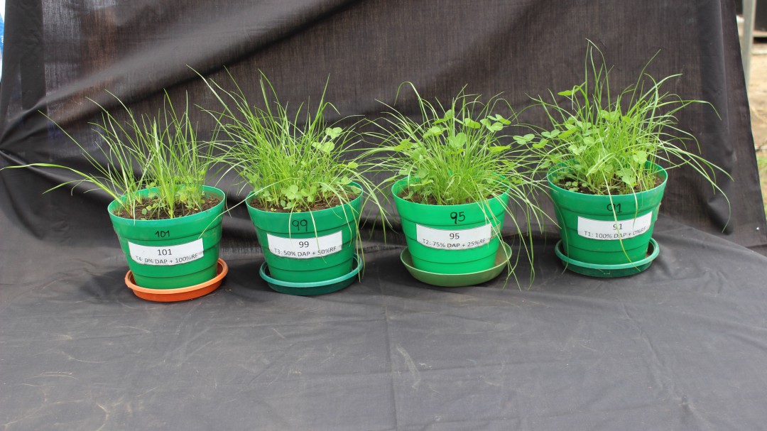 Agrosavia brinda alternativas ante la crisis de los fertilizantes