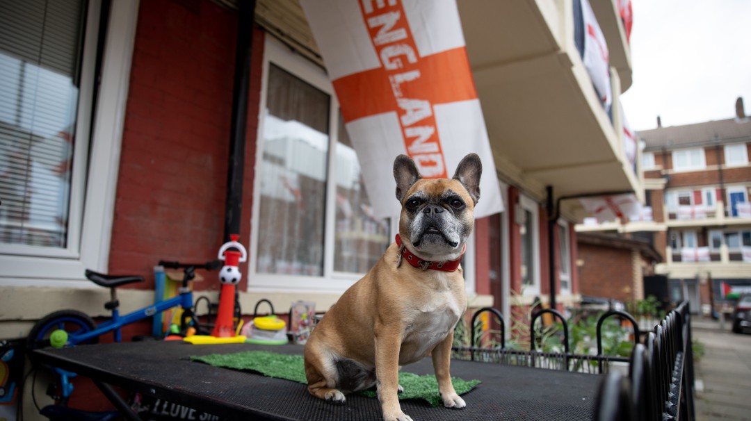 Los hallazgos del Royal Veterinary College sobre perros braquicéfalos