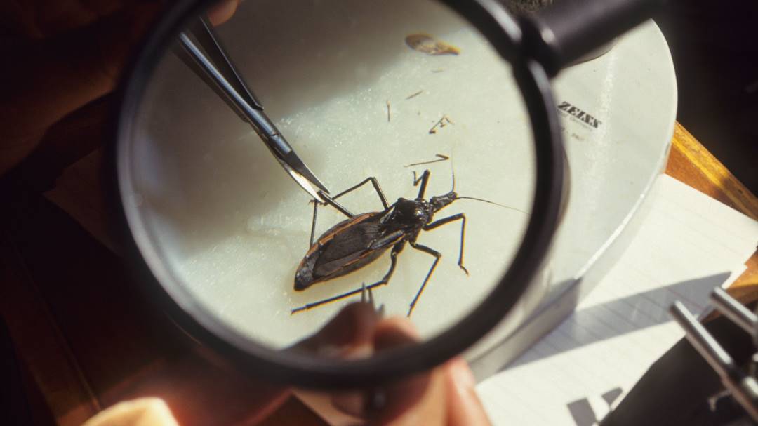 7 de cada 10 personas con Chagas en América no saben que tienen la enfermedad