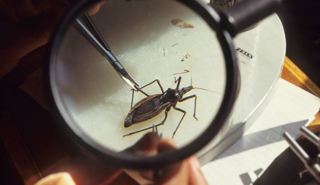 Investigación de los insectos que trasmiten Chagas. Foto: Getty Investigación de los insectos que trasmiten Chagas. Foto: Getty