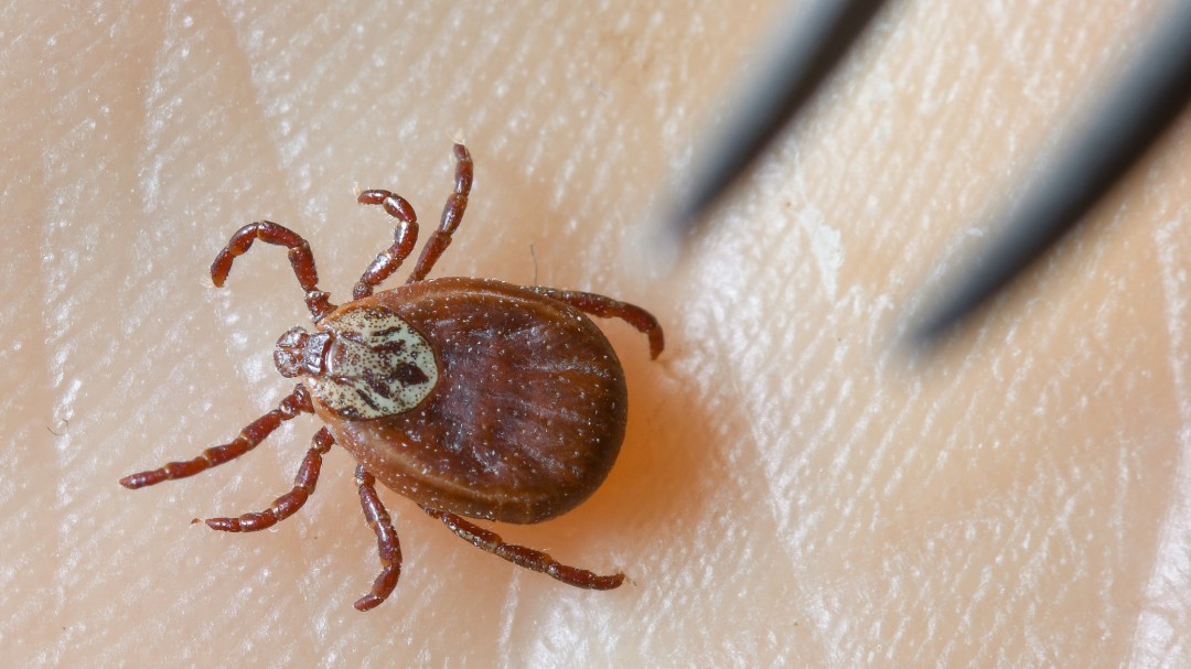Cambio climático impulsa proliferación de la plaga de las garrapatas