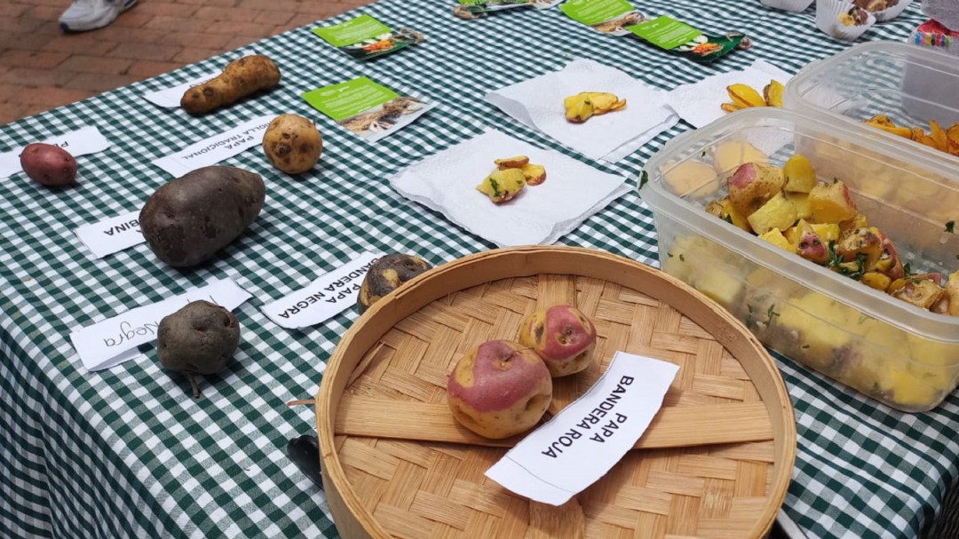 En Bogotá también se cultivan papas de colores, nativas o ancestrales