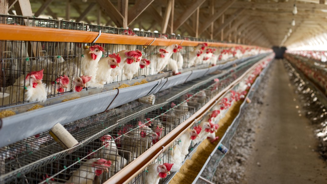 La oferta de pollo y huevo están disparadas, pero sus precios al alza