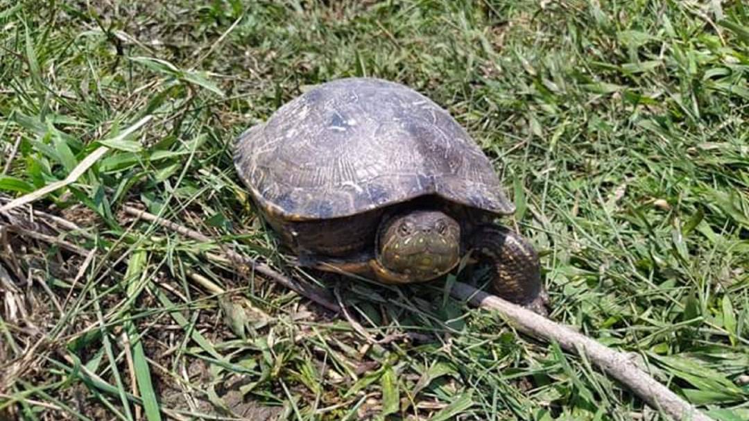 En Córdoba se liberarán más de 2 mil tortugas decomisadas en Semana Santa