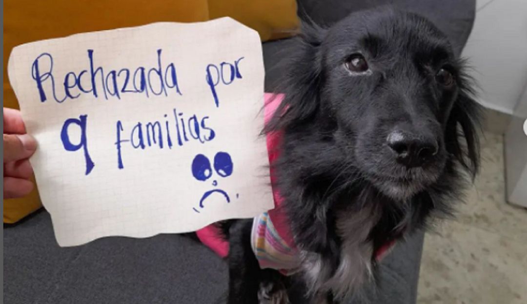 Cachorrita ha sido rechazada en nueve ocasiones por cojear Cachorrita ha sido rechazada en nueve ocasiones por cojear